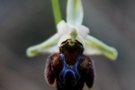 Ophrys mammosa x elegans